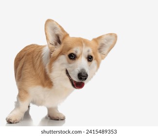 lovely corgi stepping to side while panting with tongue exposed on white background