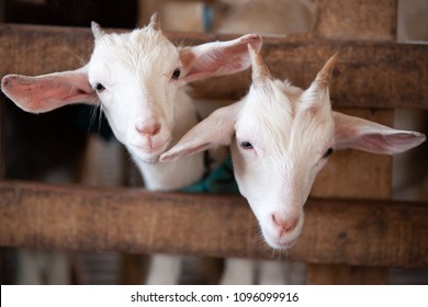Lovely couple kid white goats. Two little white goats standing in wooden shelter and looking at the camera. Cute with funny. Close-up. Soft sunlight. Shallow depth of field. Local Thai farm, Thailand.