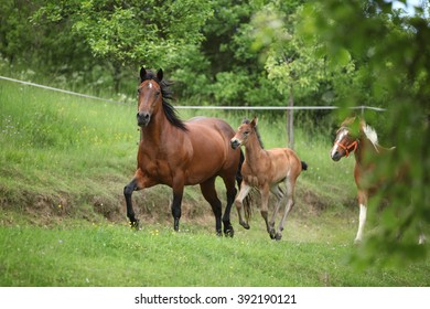 Lovely couple - mare with its foal - running togetheron pasturage - Shutterstock ID 392190121