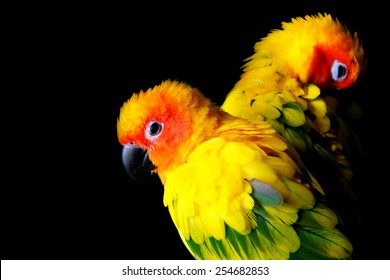 lovely Couple of Sun Conure in black background