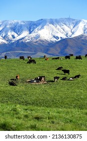 Lovely Cows In Dairy Farm, New Zealand