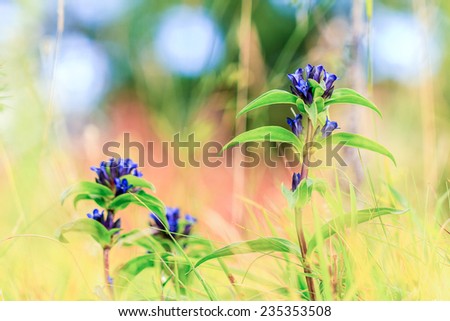 Lovely Cross Gentian in a bavarian meadow. Rare wild summer flower