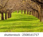 Lovely Curving Avenue Of Elm Trees