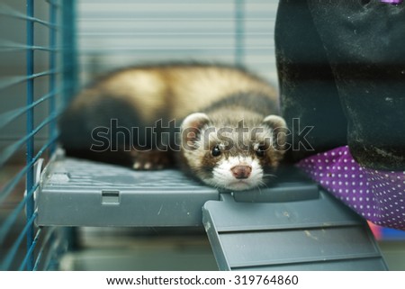 Lovely Cute Baby Ferrets Tired Bored Stock Photo Edit Now