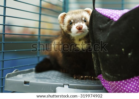 Lovely Cute Baby Ferrets Tired Bored Stock Photo Edit Now