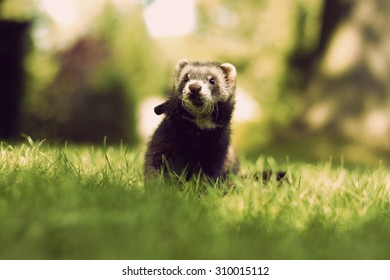 Lovely Cute Baby Ferrets Weasel Summer Stock Photo Edit Now