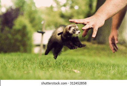 Lovely And Cute Baby Ferrets Or Weasel In Summer Garden Playing And Jump