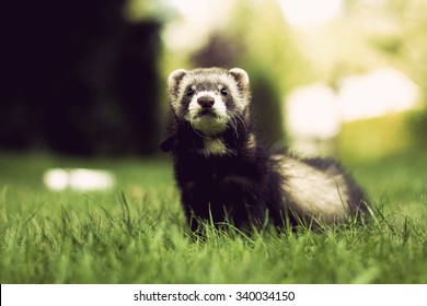 Furet Images Photos Et Images Vectorielles De Stock Shutterstock