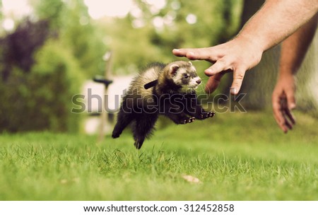 Lovely Cute Baby Ferrets Weasel Summer Stock Photo Edit Now