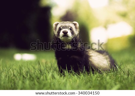 Lovely Cute Baby Ferrets Weasel Summer Stock Photo Edit Now