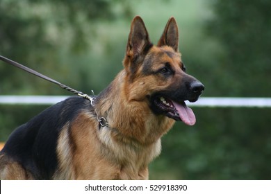 Lovely and cute dog with funny face. Interesting dog breed. Animal photography outdoor.  Dog breed Belgian shepherd, Mallinois, Laekonis, Tervuren.