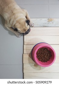 Lovely Cute Pug Dog Waiting For Command To Eat On Top View