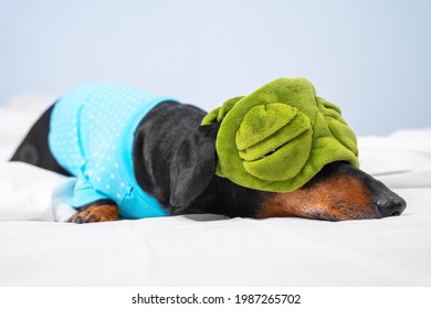 Lovely Dachshund With Light Sleep Put On Funny Plush Green Eye Mask So That The Light Would Not Interfere With Its Sleep, And Lay Down On Bed At Home In Bedroom Or In Dog-friendly Hotel Room.