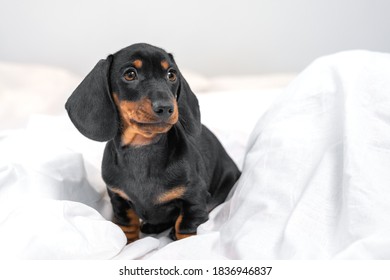 Lovely Dachshund Puppy Just Woke Up, Lying On Soft Blanket In Bedroom Early In Morning And Looks Confused. Baby Dog Waits Patiently For Awaken Of Owner