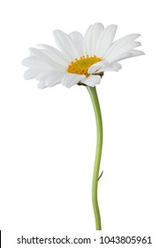 Lovely Daisy (Marguerite) isolated on white background, including clipping path.  - Shutterstock ID 1043805961