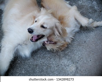 Lovely Dirty Hairy White Cute Fat Dog Looks Like Golden Retriever Puppy Playing On Concrete Floor With A Light Brown Crossbreed Dog Friend With Schnauzer