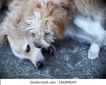 Lovely Dirty Hairy White Cute Fat Dog Looks Like Golden Retriever Puppy Playing On Concrete Floor With A Light Brown Crossbreed Dog Friend With Schnauzer