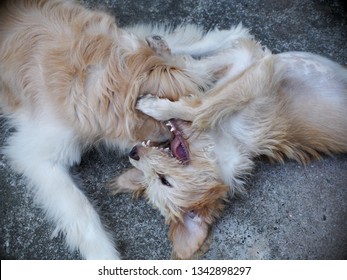 Lovely Dirty Hairy White Cute Fat Dog Looks Like Golden Retriever Puppy Playing On Concrete Floor With A Light Brown Crossbreed Dog Friend With Schnauzer