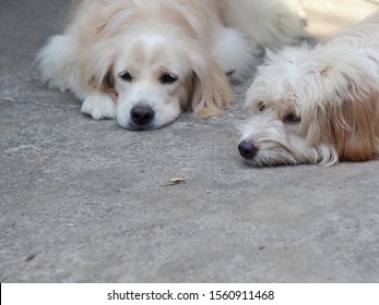 Lovely Dirty Hairy White Cute Fat Dog Looks Like Golden Retriever Puppy Playing On Concrete Floor With A Light Brown Crossbreed Dog Friend With Schnauzer 