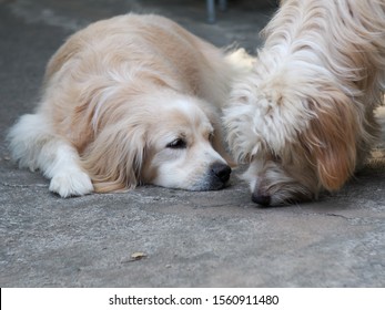 Lovely Dirty Hairy White Cute Fat Dog Looks Like Golden Retriever Puppy Playing On Concrete Floor With A Light Brown Crossbreed Dog Friend With Schnauzer 