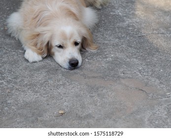 Lovely Dirty Hairy White Cute Fat Dog Looks Like Golden Retriever Puppy Laying On Concrete Floor Making Sad Face With Lonesome Mood