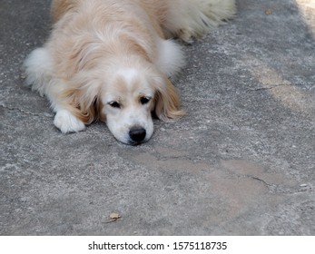 Lovely Dirty Hairy White Cute Fat Dog Looks Like Golden Retriever Puppy Laying On Concrete Floor Making Sad Face With Lonesome Mood