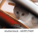 The lovely and docile cat playing with the opened two different color eyes