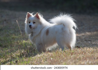 Japanese Spitz Dog High Res Stock Images Shutterstock