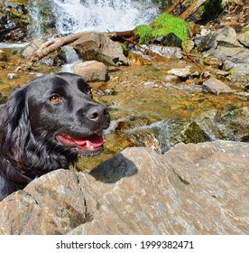 Lovely Dog Cooling Down On A Hot Summer Day