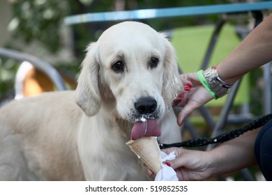 Lovely Dog Eating Ice Cream