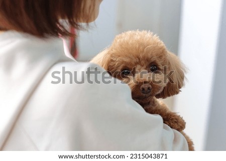 a lovely dog with her owner