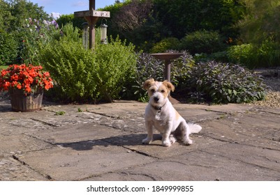 Lovely Dog With A Kind Face Is Sitting In The Sunlit Garden.