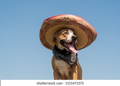 Lovely Dog In Mexican Hat As A Western Style Bandit Of Gangster. Cute Funny Staffordshire Terrier Dressed Up In Sombrero Hat As Mexico Festive Symbol Or For Halloween