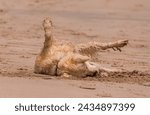 Lovely dog rolling around on the sea shore with its legs in the air. 