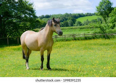 A lovely Dun horse in a paddock with buttercups. 