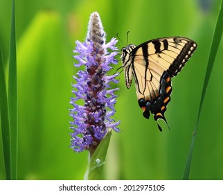 Lovely Eastern Tiger Swallowtail on a Pickerelweed