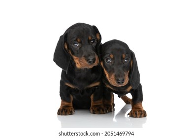 lovely family of two teckel dachshund puppies protecting each other and sitting isolated on white background in studio