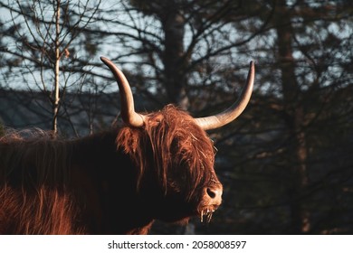 Skat Forfølgelse at ringe Long Hair Buffalo Images, Stock Photos & Vectors | Shutterstock