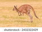 Lovely Female kangaroo hopping across the field with the feet of a Joey poking out of her pouch. 