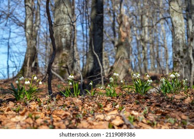 Lovely first spring flowers in the forest. Leucojum vernum, called spring snowflake or snowbell.