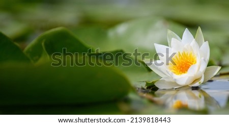 Lovely flowers White Nymphaea alba, commonly called water lily or water lily among green leaves