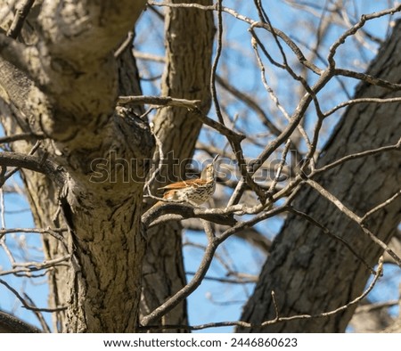 A lovely foxy brown bird, this brown thrasher was singing under a clear blue sky in early spring before any leaves had appeared on the trees. It has a long, stiff tail and a long downturned bill.