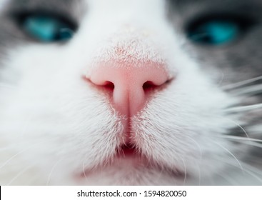 Lovely funny kitten face. White cat's nose, macro view. Curious animal portrait close up.