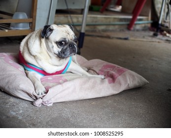 Lovely Funny White Cute Fat Pug Dog Wearing Red Shirt Close Up Laying On Old Dirty Dog Bed Pillow Outdoor Making Funny Face Selective Focus Under Natural Sunlight Blur Home Garage Background