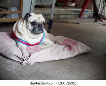 Lovely Funny White Cute Fat Pug Dog Wearing Red Shirt Close Up Laying On Old Dirty Dog Bed Pillow Outdoor Making Funny Face Selective Focus Under Natural Sunlight Blur Home Garage Background