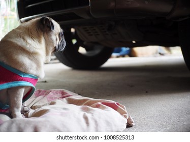 Lovely Funny White Cute Fat Pug Dog Wearing Red Shirt Close Up Laying On Old Dirty Dog Bed Pillow Outdoor Making Funny Face Selective Focus Under Natural Sunlight Blur Home Garage Background