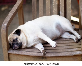 Fat Dog Portrait High Res Stock Images Shutterstock