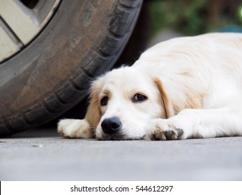 lovely funny white cute fat compact size dog laying on garage floor under large car vehicle wheel portraits closeup under natural sunlight, normal dog behavior could lead home dangerous risk accident