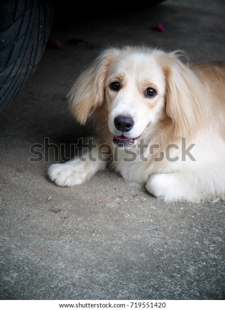 lovely funny white cute fat compact size dog\
laying on garage floor under large car vehicle wheel portraits\
closeup under natural sunlight, normal dog behavior could lead home\
dangerous risk accident