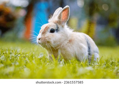 Lovely furry baby white and brown rabbit looking at camera while sitting on green grass over bokeh nature background. Adorable rabbit plays and is relax in nature green grass. Easter bunny concept - Powered by Shutterstock